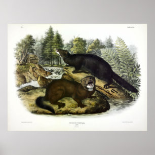 American Mink, Neovison Vision von Audubon Poster