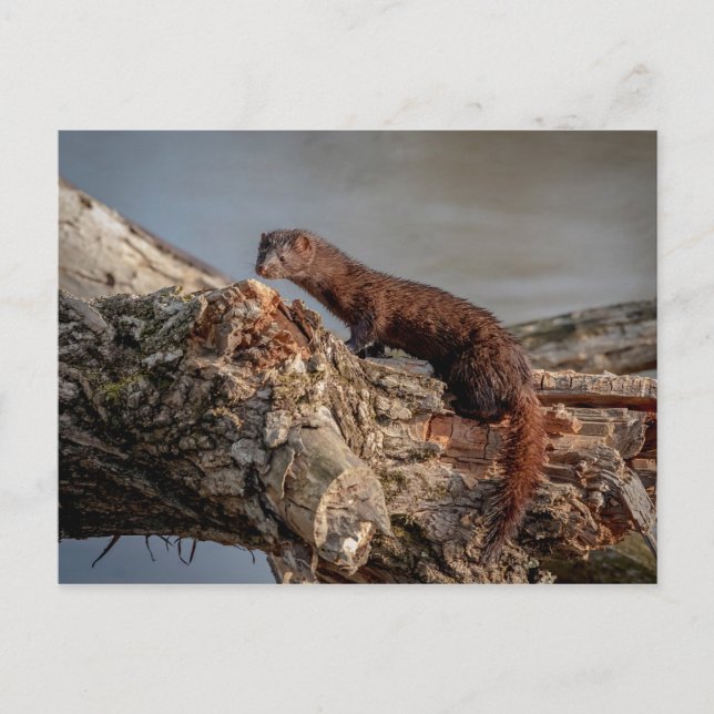 American Mink Postkarte (Vorderseite)