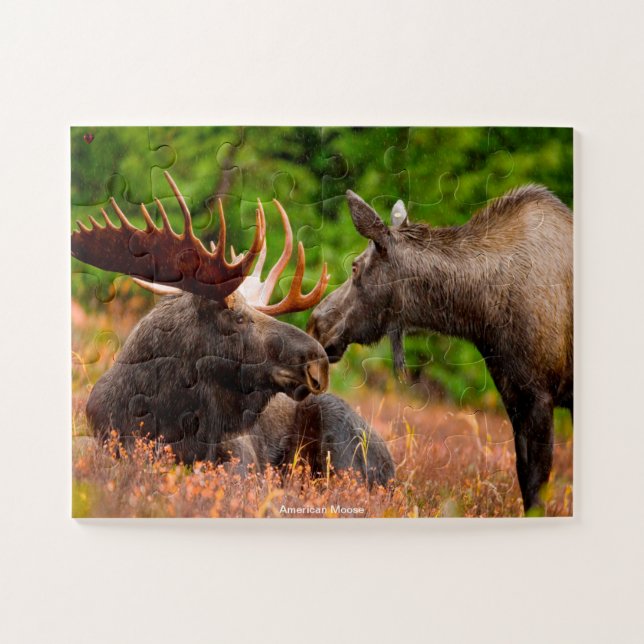 American Moose (Horizontal)