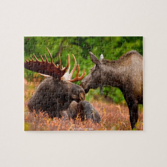 American Moose (Horizontal)