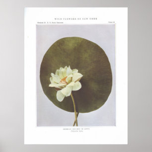American Nelumbo oder Lotus - Nelumbo lutea Poster