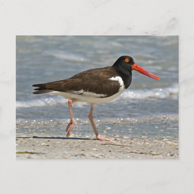 American Oystercatcher Foto Postkarte (Vorderseite)