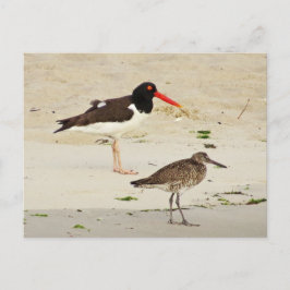 American Oystercatchers Foto Postkarte