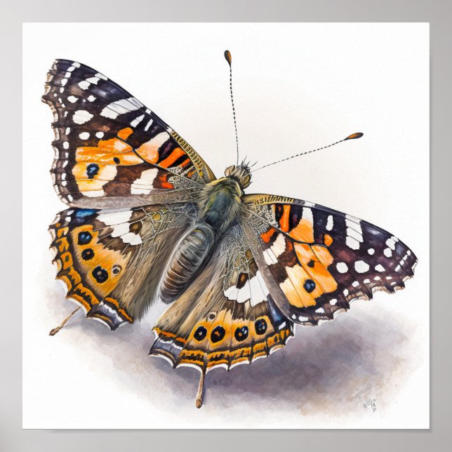 American Painted Lady Art Print Poster (Vorne)