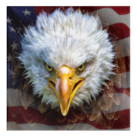 American Patriotic Eagle