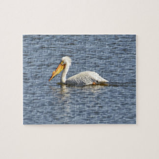 American Pelican