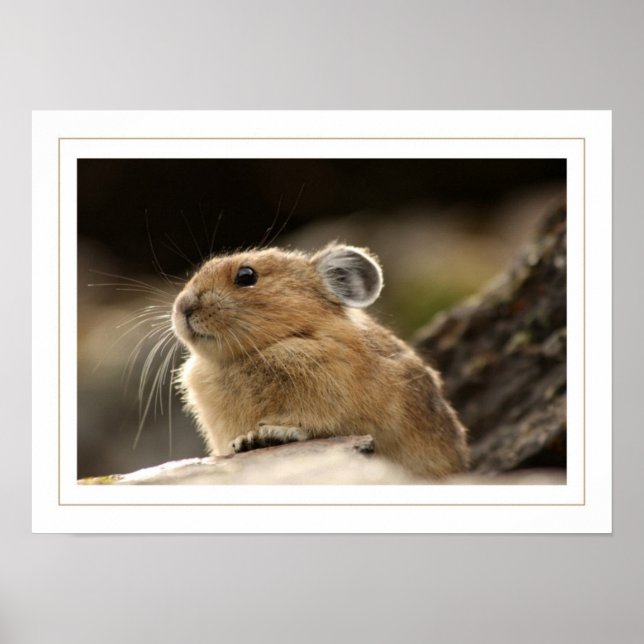 American Pika Poster (Vorne)