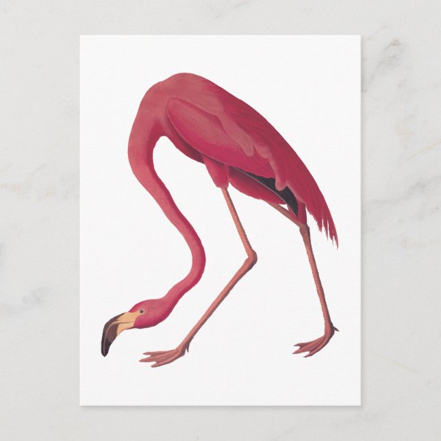 American Pink Flamingo Vintag Art Postkarte (Vorderseite)
