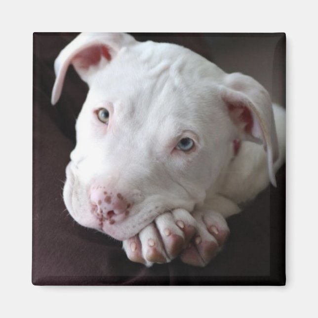 American Pit Bull Puppy Magnet (Vorne)
