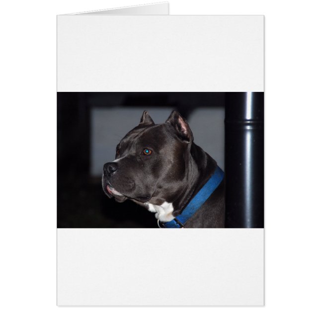 American Pit Bull Terrier (Devant)