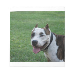 American Pit Bull Terrier lächelnd Notizblock