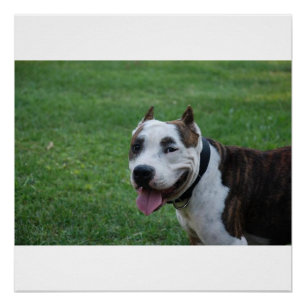 American Pit Bull Terrier lächelnd Poster