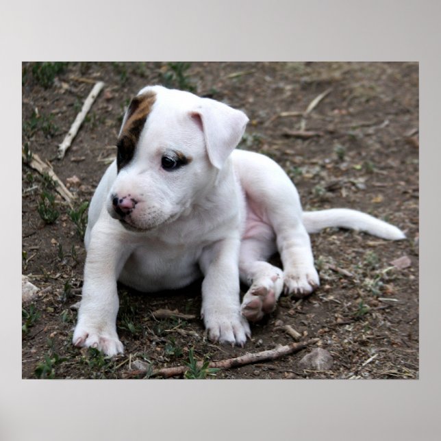 American PItbull Terrier Puppy Dog Poster (Vorne)