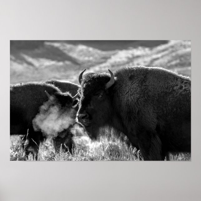 American Plains Bison Poster (Vorne)