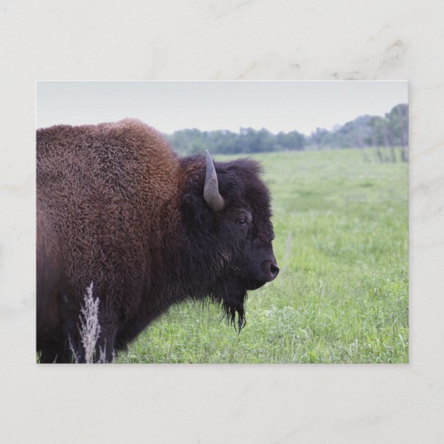 American Plains Buffalo Bison Postcard Postkarte (Vorderseite)