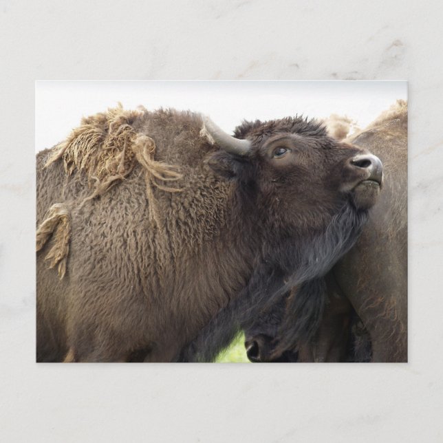 American Plains Buffalo Bison Postkarten (Vorderseite)