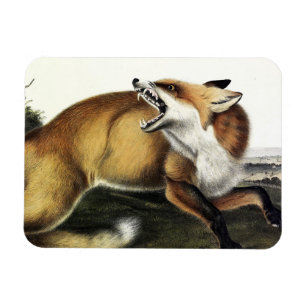 American Red Fox, Vulpes vulvus von Audubon Magnet