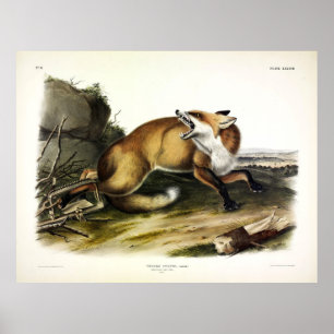American Red Fox, Vulpes vulvus von Audubon Poster