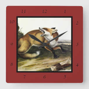 American Red Fox, Vulpes vulvus von Audubon Quadratische Wanduhr