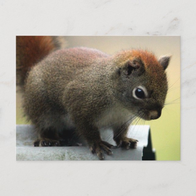 American Red Squirrel Postkarte (Vorderseite)