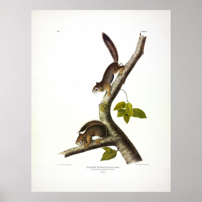 American Red Squirrel (Richardson's Columbian) Poster (Vorne)