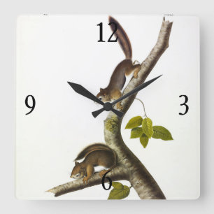 American Red Squirrel (Richardson's Columbian) Quadratische Wanduhr