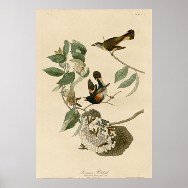 American Redstart Poster (Vorne)