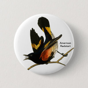 American Redstart von John James Audubon, Vogelbeo Button