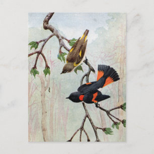American Redstarts Eye Raupe Postkarte