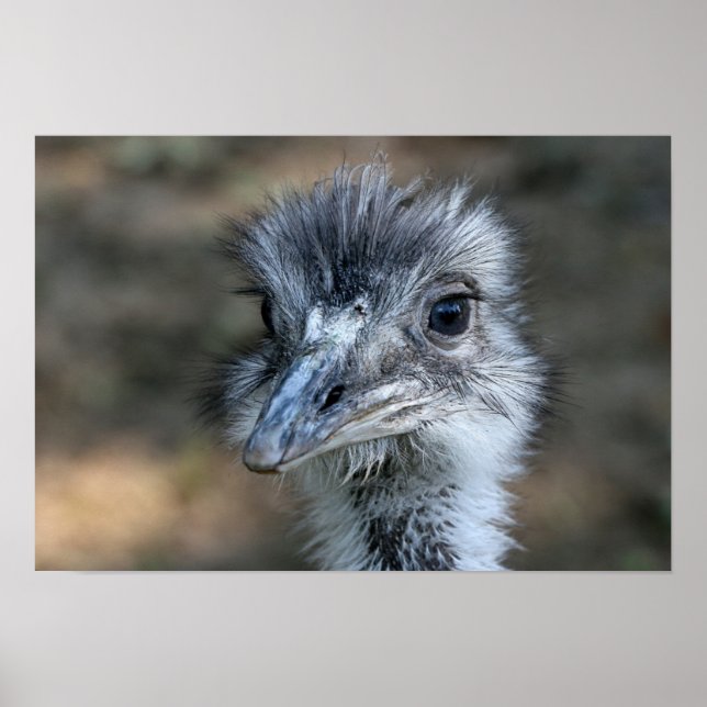 American Rhea Portrait Poster (Vorne)