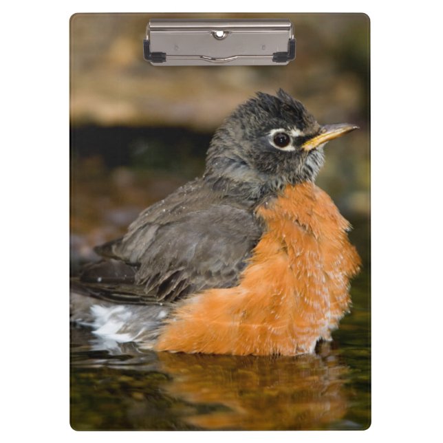 American Robin Bat 2 Klemmbrett (Vorderseite)