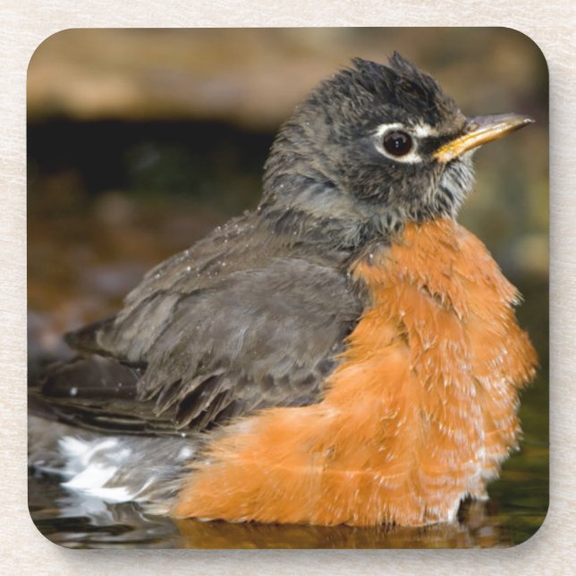 American Robin Bat 2 Untersetzer (Vorderseite)