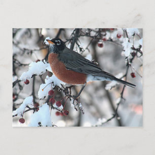 American Robin (Begriffsklärung) Postkarte