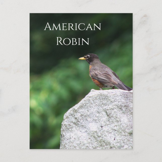 American Robin Bird Foto Postcard Postkarte (Vorderseite)