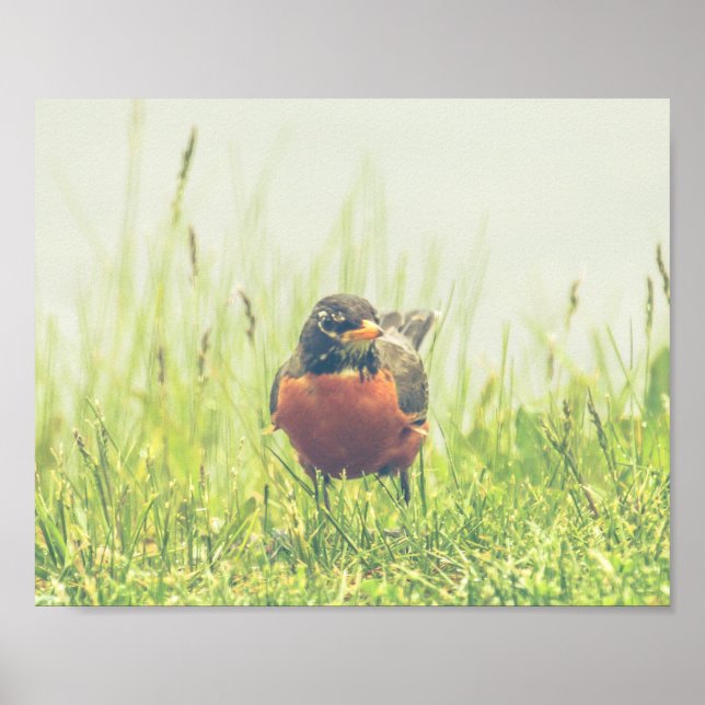 American Robin Bird Nature Poster (Vorne)