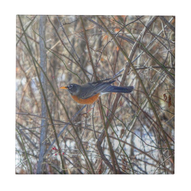 American Robin Fliese (Vorderseite)