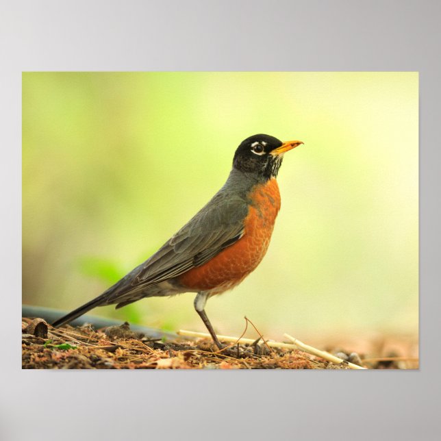 American Robin Foto Poster (Vorne)