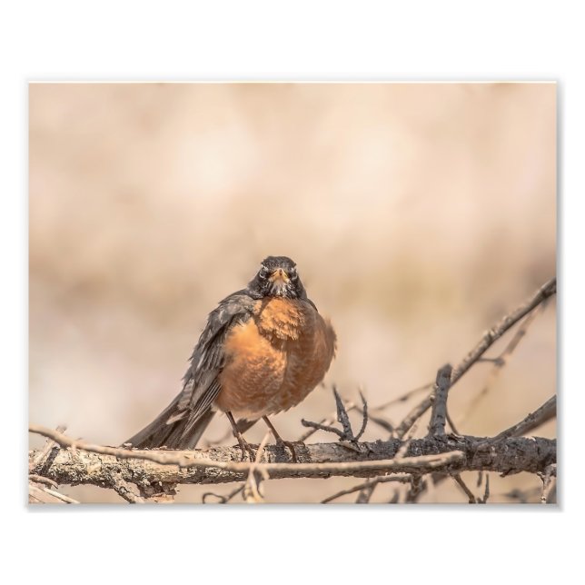 American Robin Fotografie Print (Vorne)