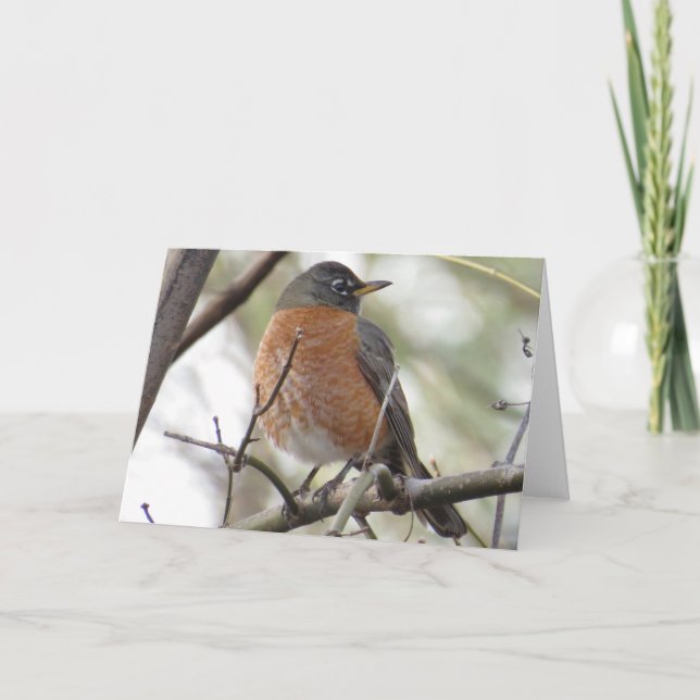American Robin Greeting Card Karte (Vorderseite)