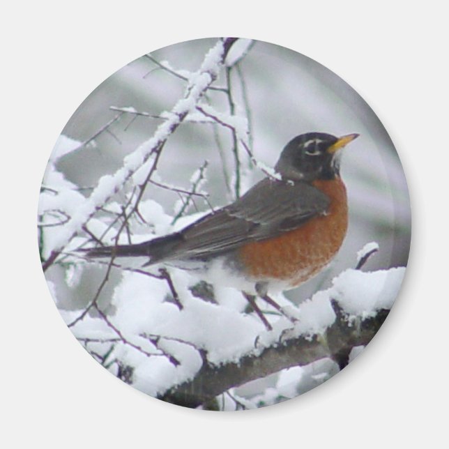 American Robin Magnet (Devant)