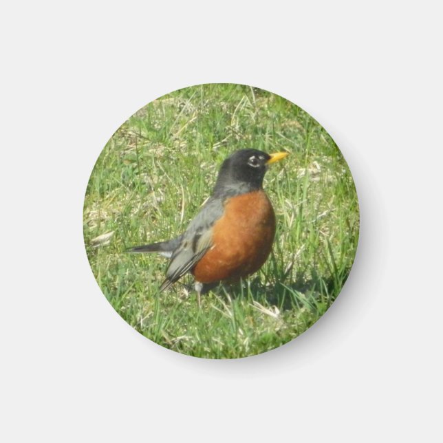 American Robin Magnet (Devant)