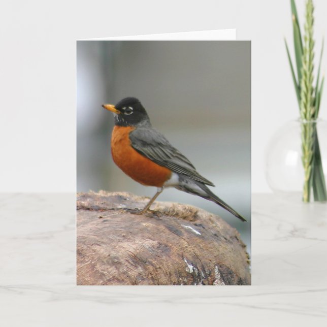 American Robin Notecard Karte (Vorderseite)