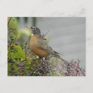 American Robin Postcard Postkarte