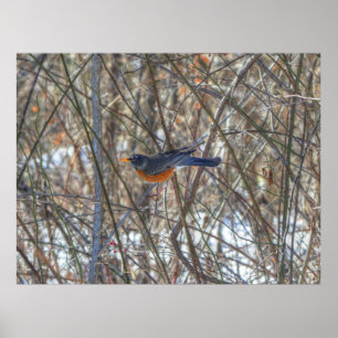 American Robin Poster