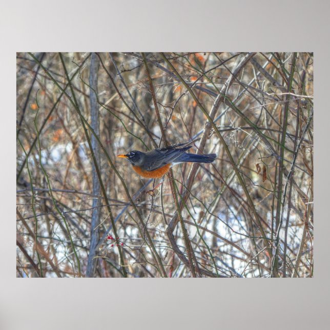American Robin Poster (Vorne)