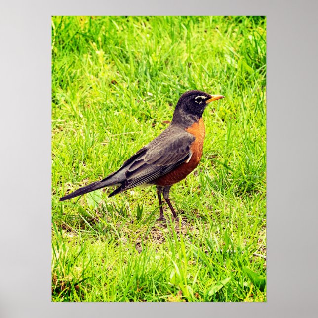 American Robin Poster (Vorne)