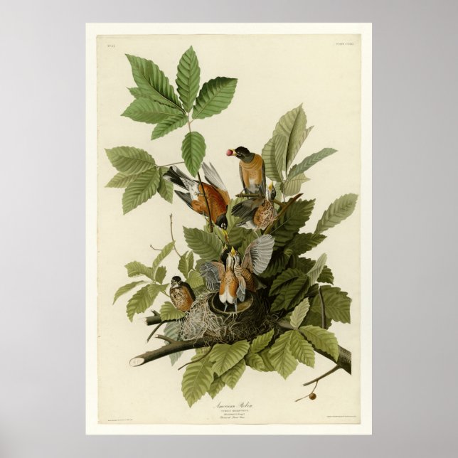 American Robin Poster (Vorne)