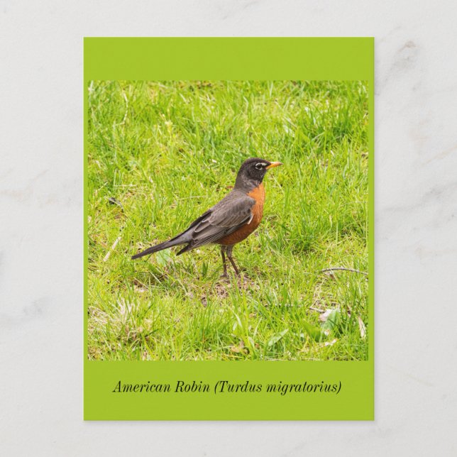 American Robin Postkarte (Vorderseite)