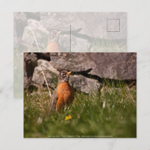 American Robin Postkarte