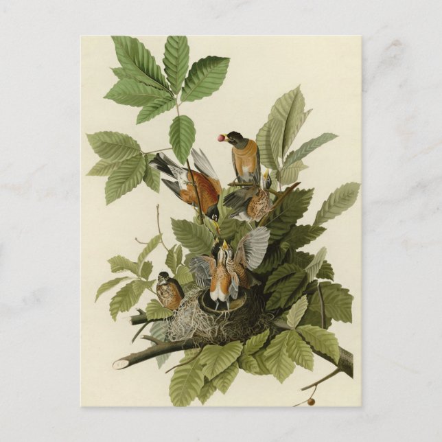 American Robin Postkarte (Vorderseite)